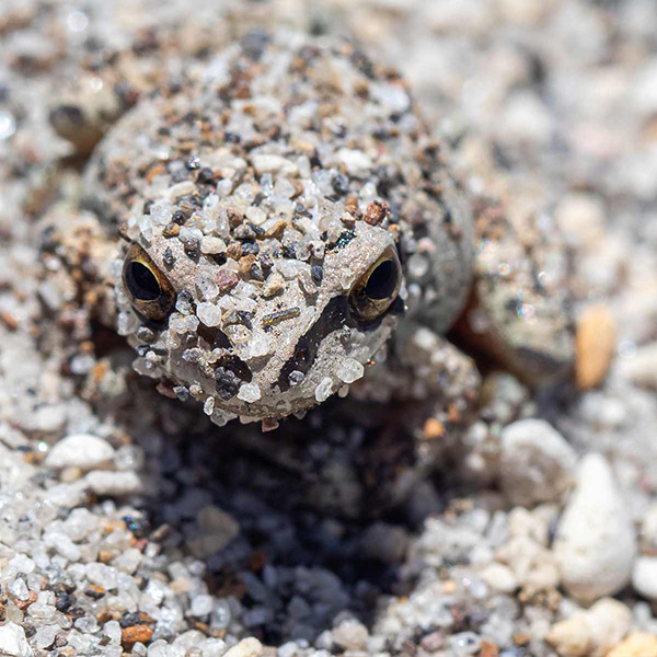 I Know This Frog