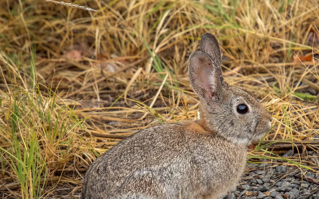 Rabbit Ears