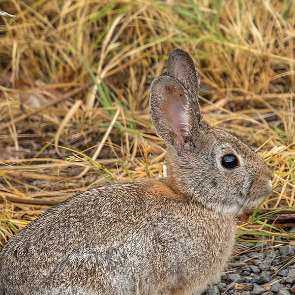 Rabbit Ears