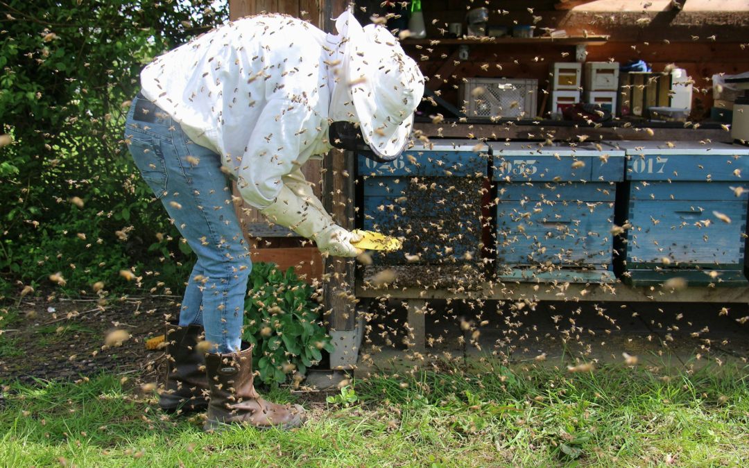 Telling the Bees