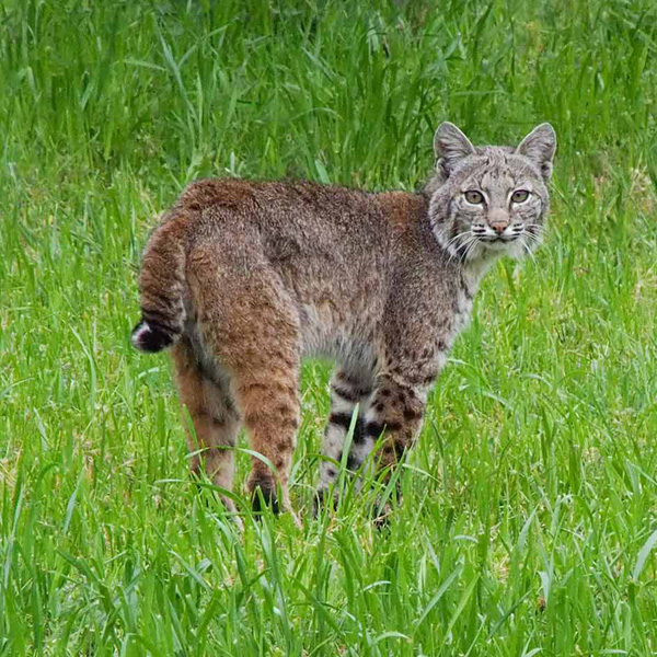 Bobcat