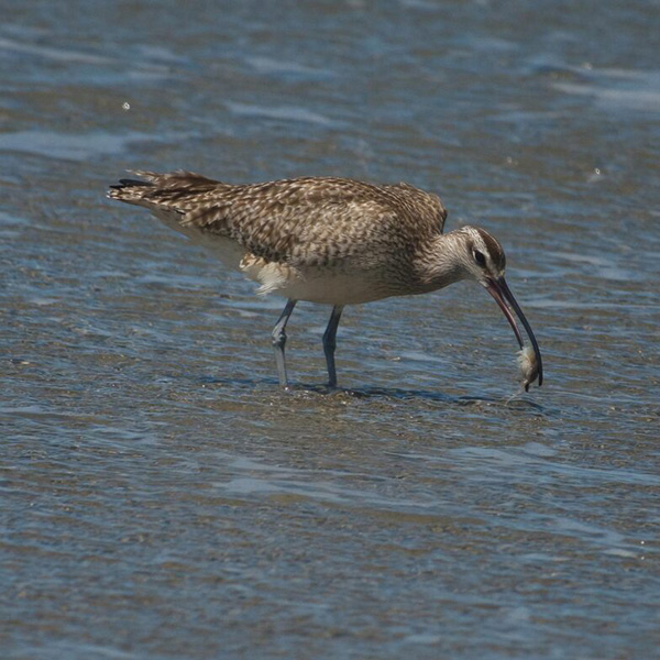 The Whimbrel’s Bill