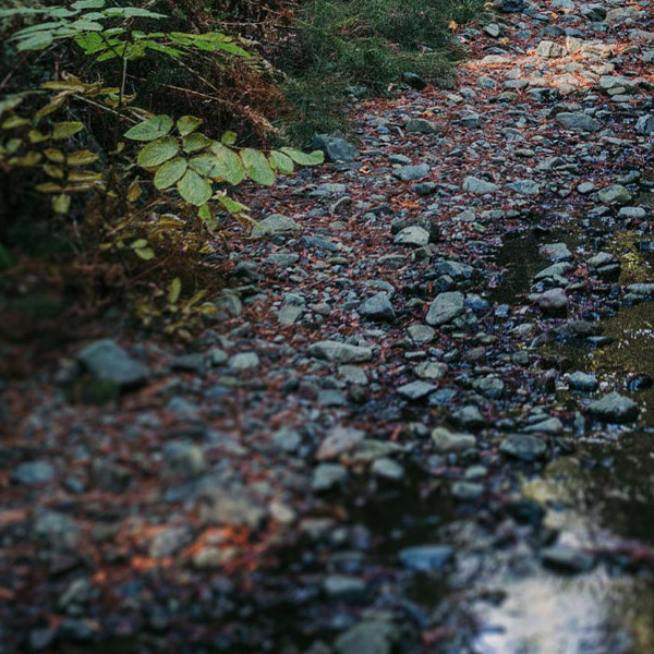 Dreams of a Portland Watershed