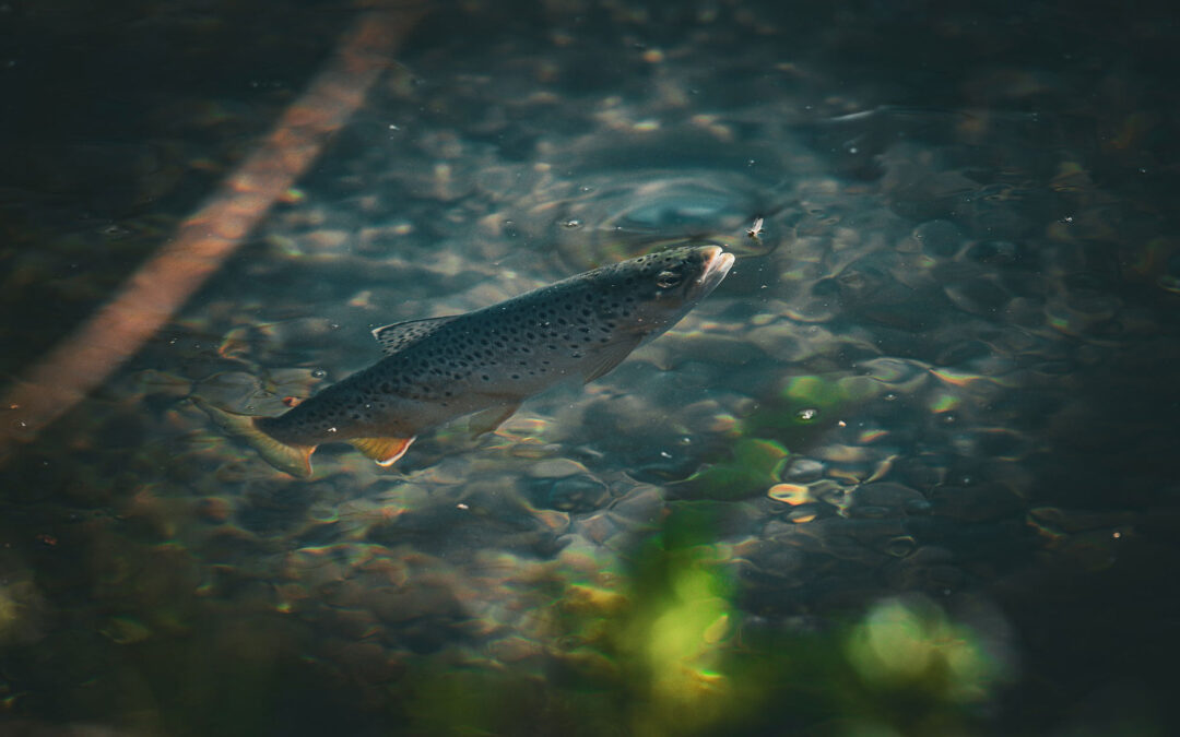 I Am the River